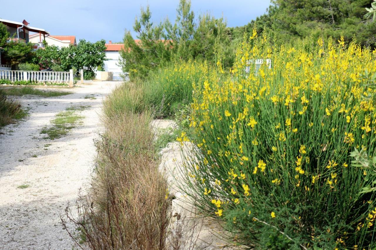 Apartments Vir Delfin Εξωτερικό φωτογραφία